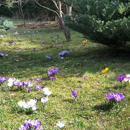 На Галіції Villa Beloberezka Luaran gambar